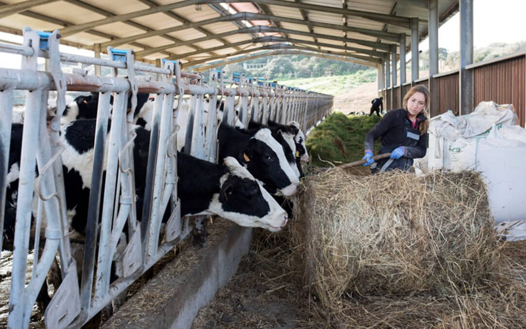De lo ideal a la realidad: la reducción de emisiones de metano en la ganadería pasa por unas soluciones de alto coste