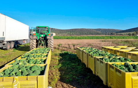 El sector hortofrutícola define como principal reto el mantenimiento de la competitividad frente a un marco normativo complejo