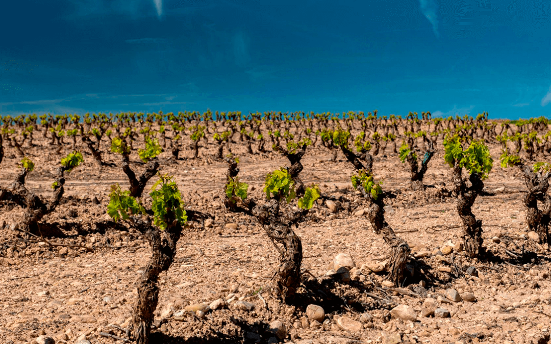 El Gobierno de La Rioja solicita ya formalmente al Ministerio la cosecha en verde para la campaña 2023/2024