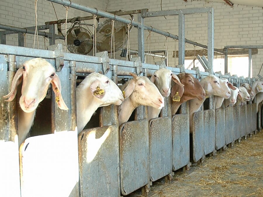 Respuesta a la industria láctea: «Han sido los bajos precios percibidos por los ganaderos los que han desincentivado la producción»
