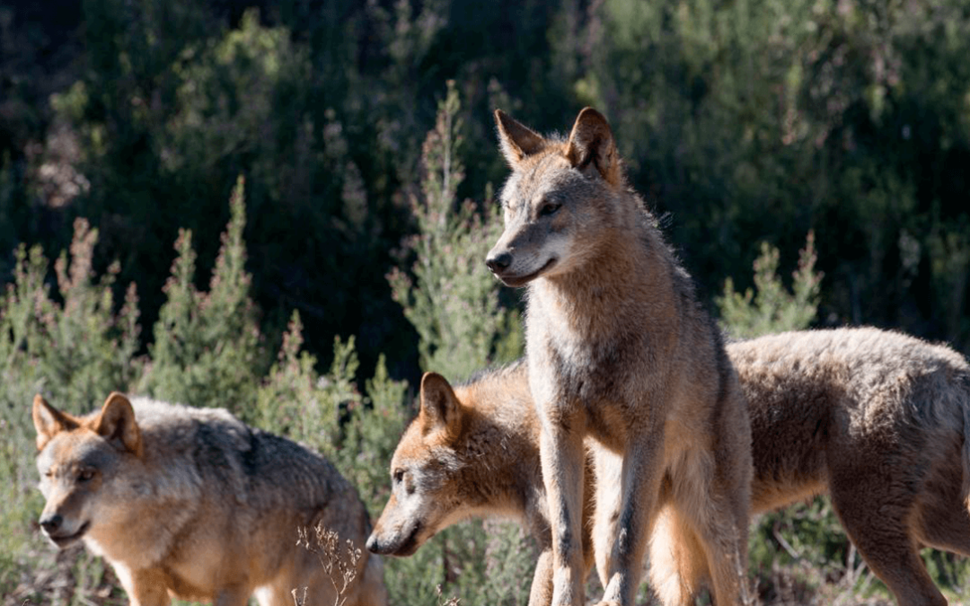 Alegaciones al Plan de La Rioja: reclaman compensaciones por los animales desaparecidos por un ataque de lobo