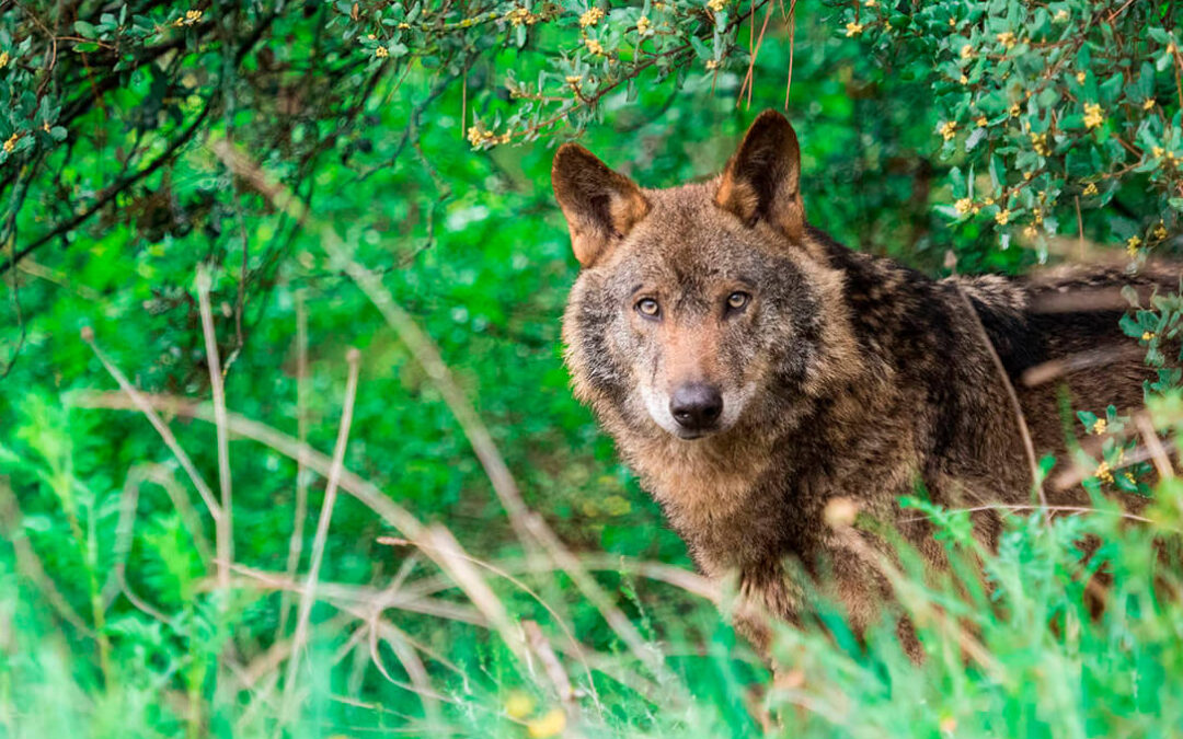 El Miteco elaborará un nuevo censo del lobo para determinar el estado de la especie y si se puede flexibilizar su protección