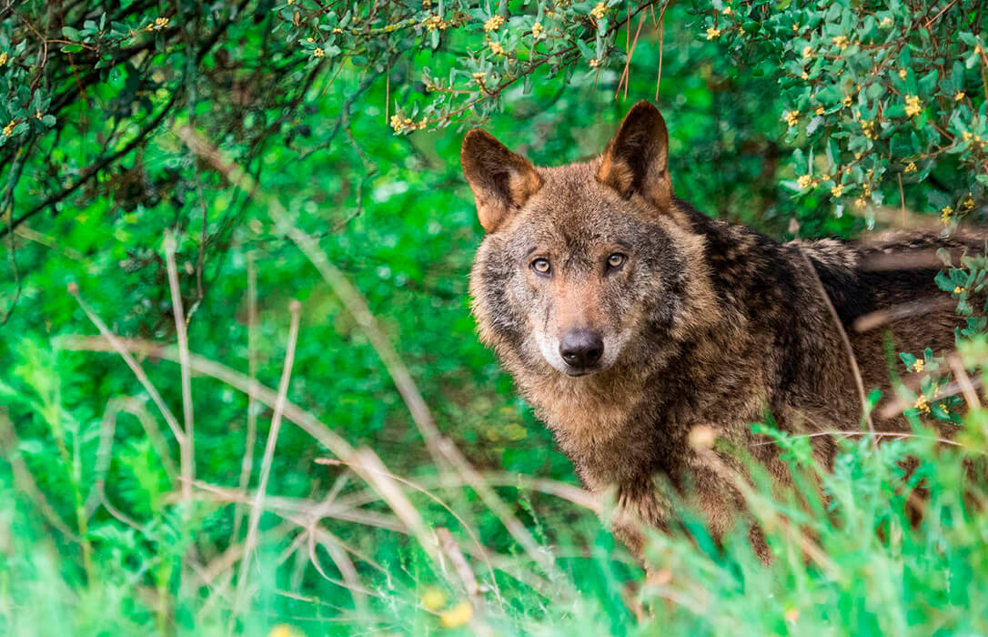 El Miteco elaborará un nuevo censo del lobo para determinar el estado de la especie y si se puede flexibilizar su protección
