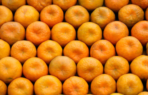 Instan a la Comisión Europea a tomar  medidas inmediatas para frenar la ‘falsa polilla’ detectada en partidas de fruta procedentes de Marruecos