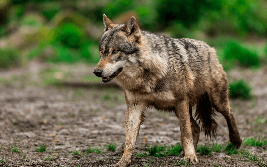 Reclaman al MITECO la activación de las mesas sectoriales del lobo tras la propuesta de la Comisión Europea de rebajar su protección