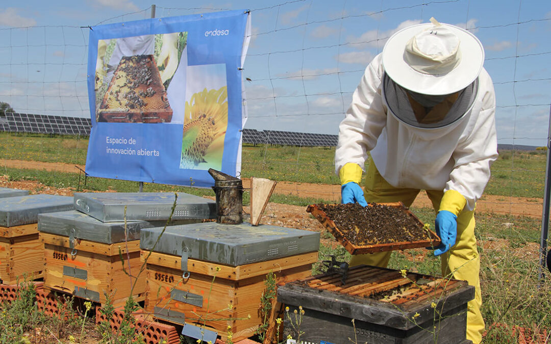 Miel Solar de Endesa®, denominación de origen certificada para consolidar el impulso que tiene la apicultura en las plantas solares