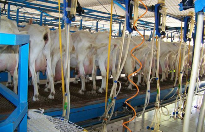 La industria advierte de que el liderazgo de España en el ovino y el caprino de leche se ve amenazado por la falta de competitividad y la competencia