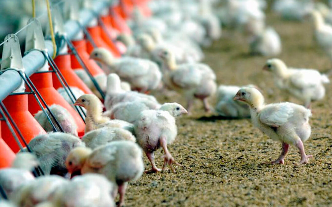 El sector avícola advierte de que el Pacto Verde triplicará en granja el precio de la carne de pollo y cerrará 3.500 explotaciones