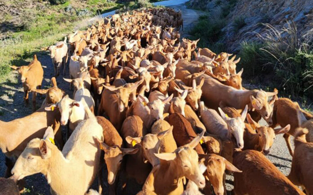 Alerta de los ganaderos ante la bajada de precio en origen “Nos están pagando el cabrito a menos de mil pesetas, como hace 40 años”