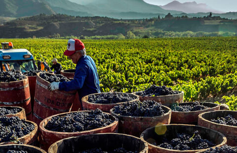 Batería de medidas para que el sector del vino tome decisiones ambiciosas para recuperar la rentabilidad del viticultor