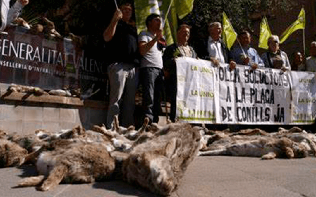 Una jueza imputa a líderes agrarios por maltrato animal en una manifestación contra la sobrepoblación de conejos