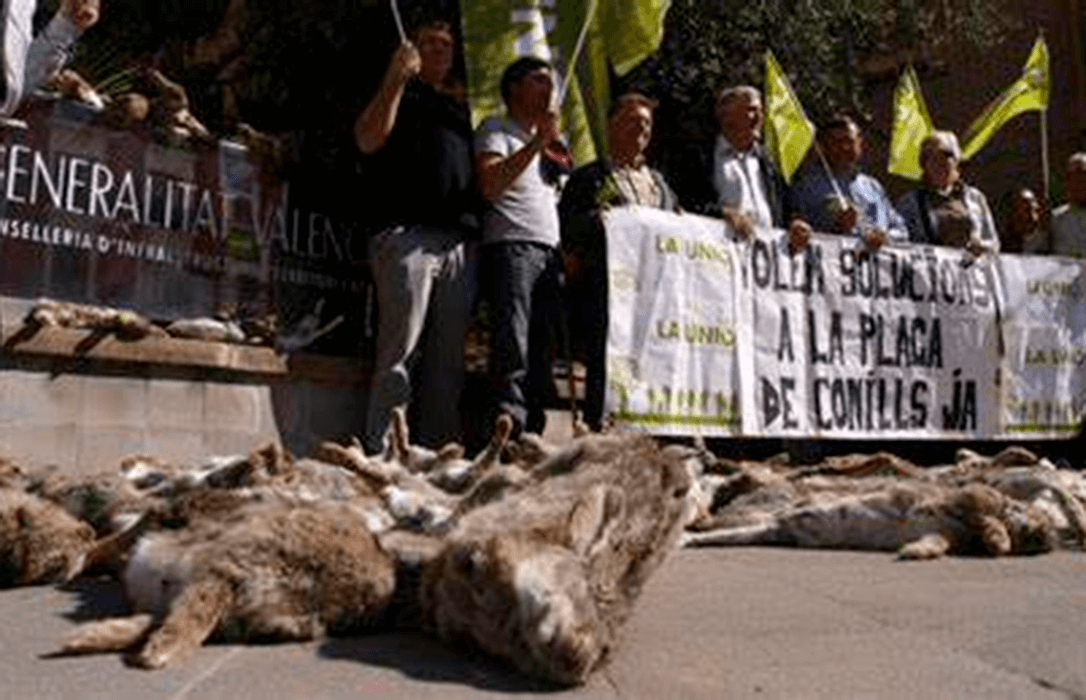 Una jueza imputa a líderes agrarios por maltrato animal en una manifestación contra la sobrepoblación de conejos