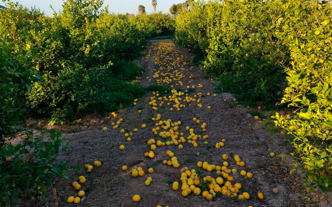 Proponen una ayuda extraordinaria para la retirada de 50.000 toneladas de limones para compensar las pérdidas de los productores
