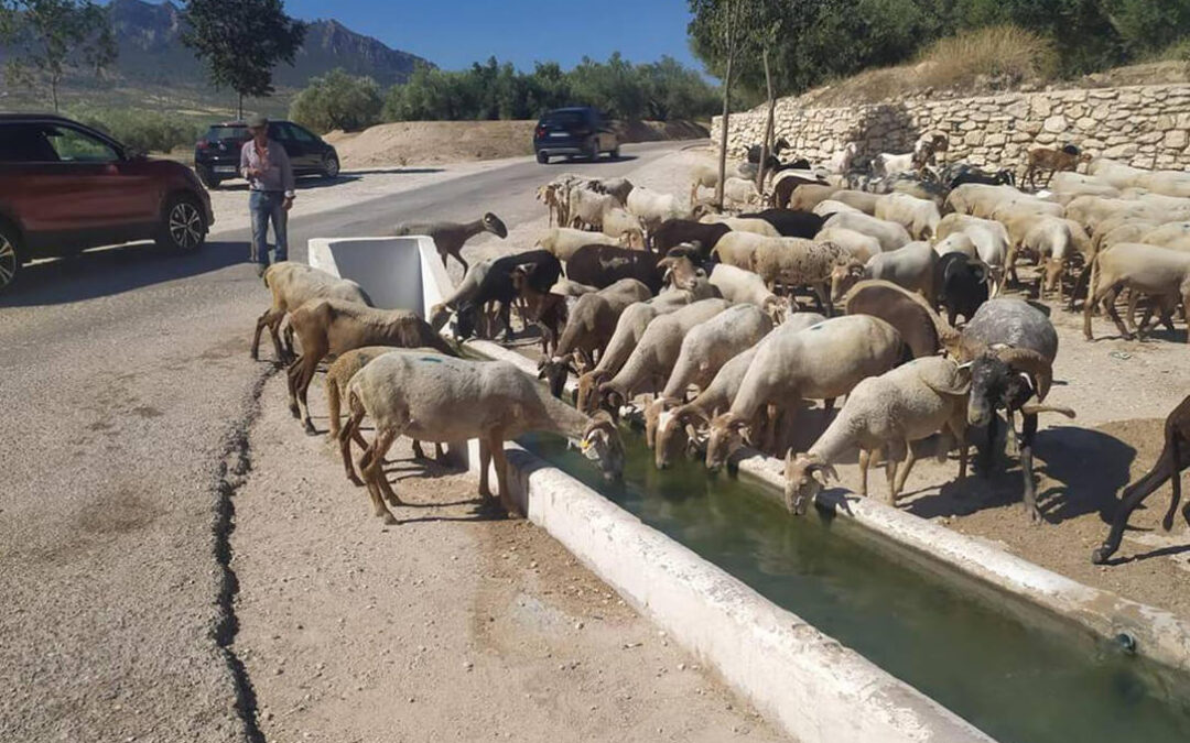 La Junta de Andalucía destina algo más de 6 millones de euros en ayudas para abrevaderos para el ganado en tiempo de sequía