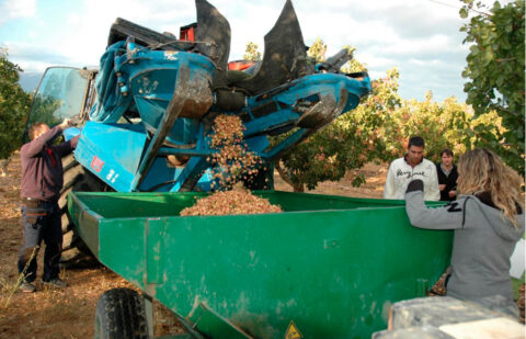 Tres empresas del procesado industrial del pistacho constituyen la Asociación de Industrias del Pistacho Español de Castilla-La Mancha