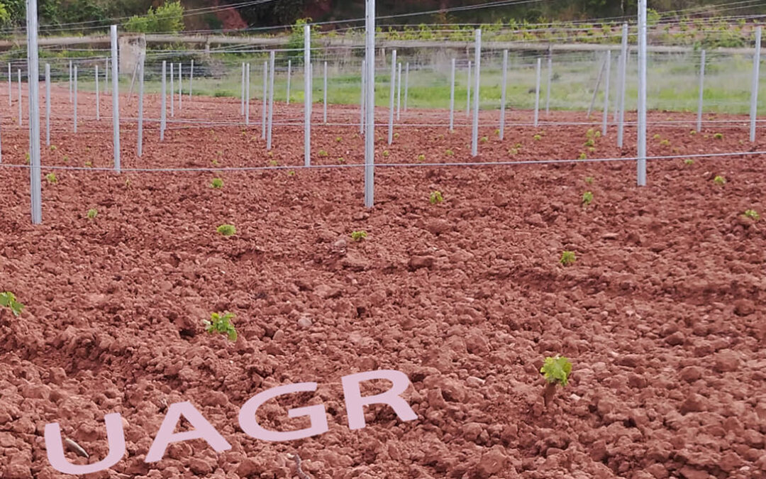 Arranque diferido: Solicitan que se rebajen los avales para la replantación anticipada de viñedo en La Rioja por su altos costes