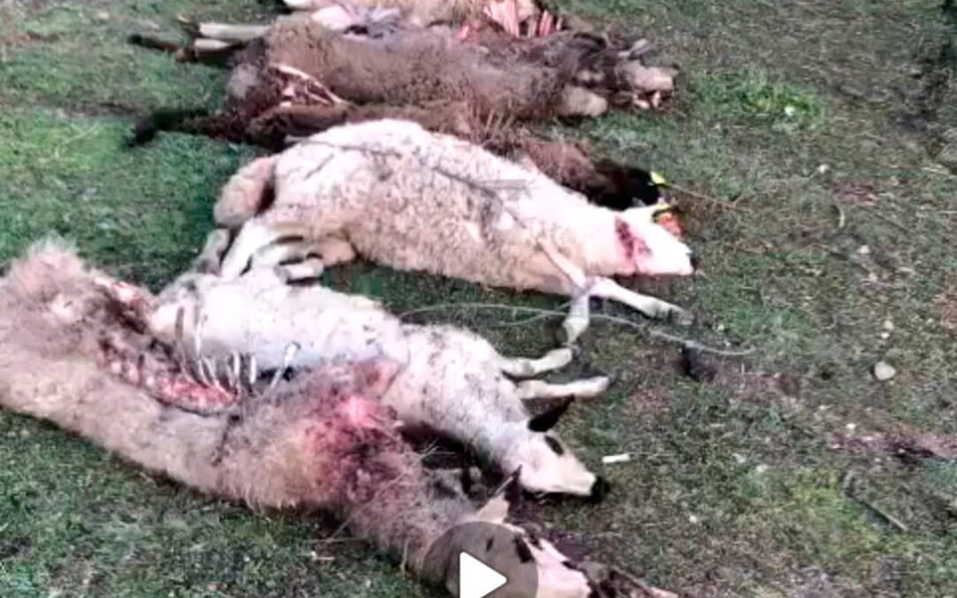 Un brutal ataque de lobos a una explotación de ovino cercada deja ocho corderas muerta a un joven ganadero