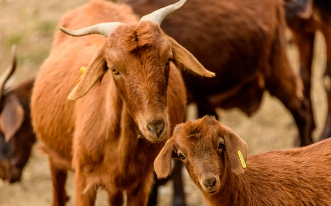 La CE otorga al Cabrito de Extremadura la distinción de IGP, la primera carne de raza caprina que obtiene este reconocimiento en España