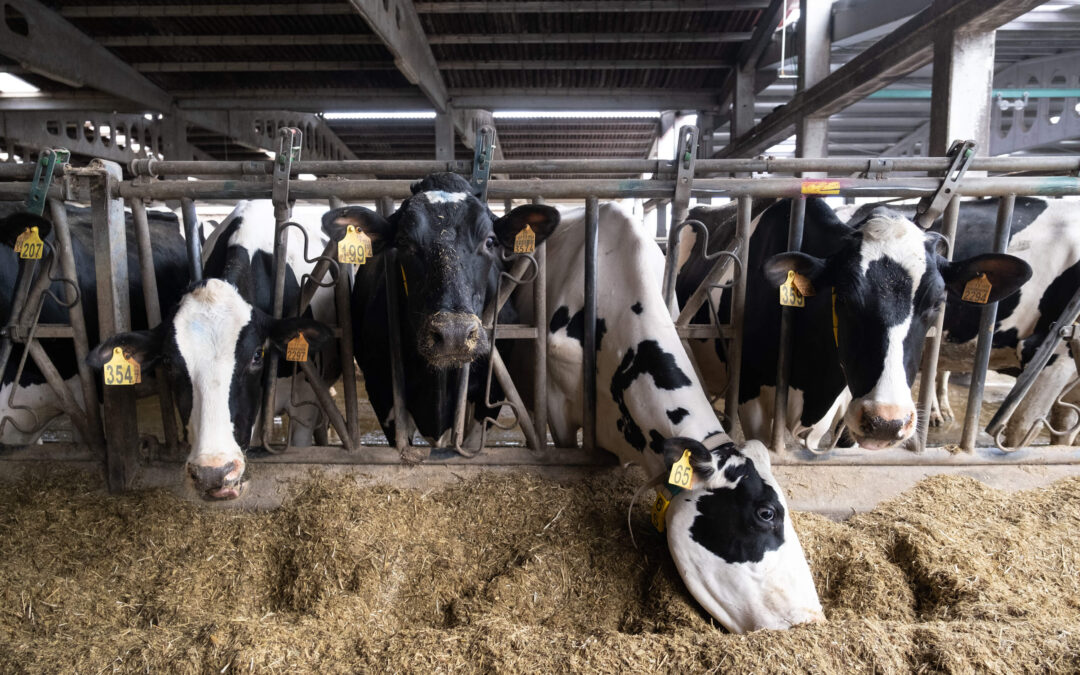 Un ganadero que perdió 65 vacas de leche en tres meses reconoce que aún no se conoce la causa de su muerte
