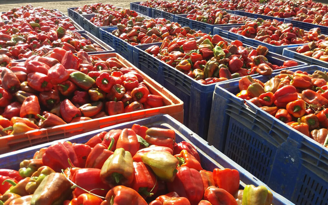 El valor de la producción de frutas y hortalizas españolas asciende a 19.633 millones y supone el 53% de la producción vegetal nacional