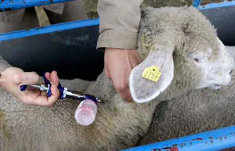 Los veterinarios de Castilla y León ven inviable vacunar 200.000 animales en cinco meses contra la lengua azul por falta de personal
