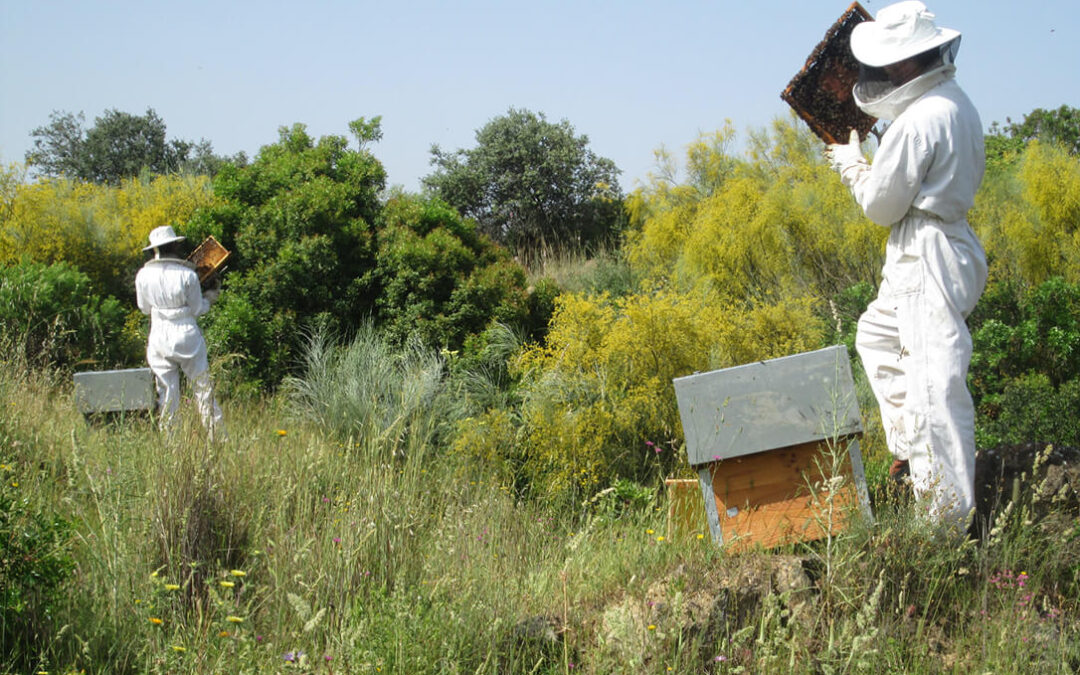 La Junta movilizó 12,5 millones de euros en 2023 para la apicultura andaluza a través de 5.462 ayudas en distintos programas