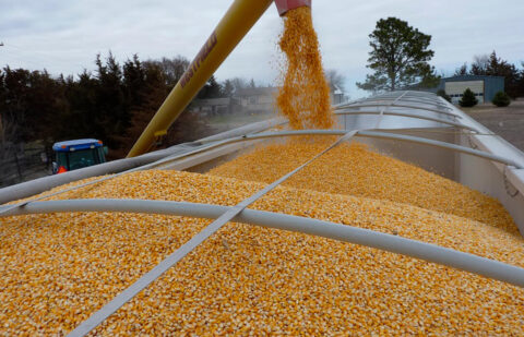 Comienza el año con bajadas generalizadas en el mercado de los cereales: el maíz arranca el año 87 €/Tm más bajo que en 2023