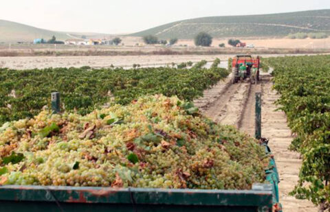 Cooperativas España propone medidas más flexibles para el viñedo tanto para las autorizaciones de plantación, reestructuración y promoción