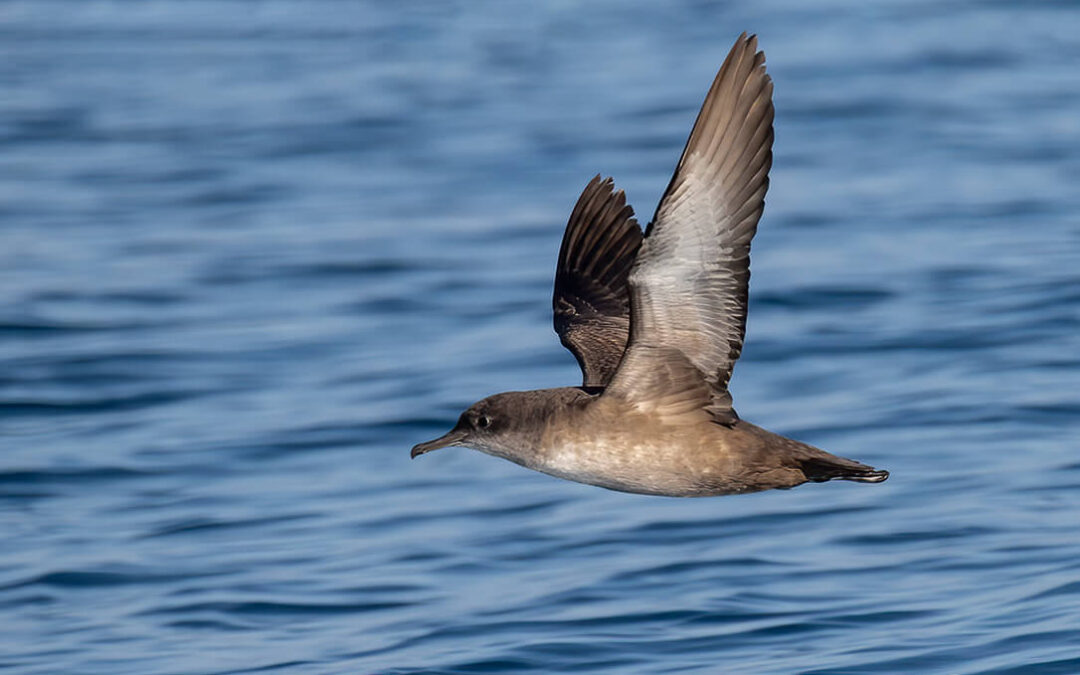 Más de 1,2 millones de aves contabilizadas el año pasado durante el programa migres a través del Estrecho de Gibraltar