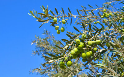 Nace el Grupo Operativo del Olivar en Galicia OLIGALICIA para mejorar la producción de sus olivares