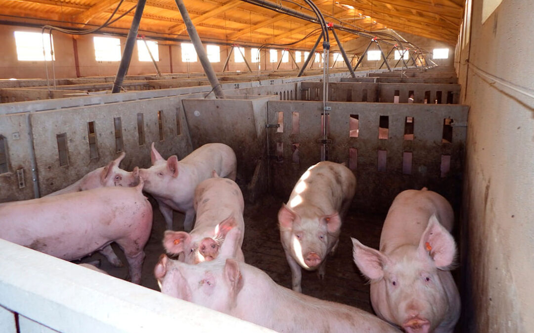 Efectos de la Ley de Bienestar Animal: la provincia de Almería pierde el 14% del potencial productivo del ganado porcino en intensivo