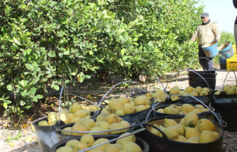 26 millones en pérdidas para los productores de limón por unos precios que, desde el inicio de la campaña, han descendido un 39%