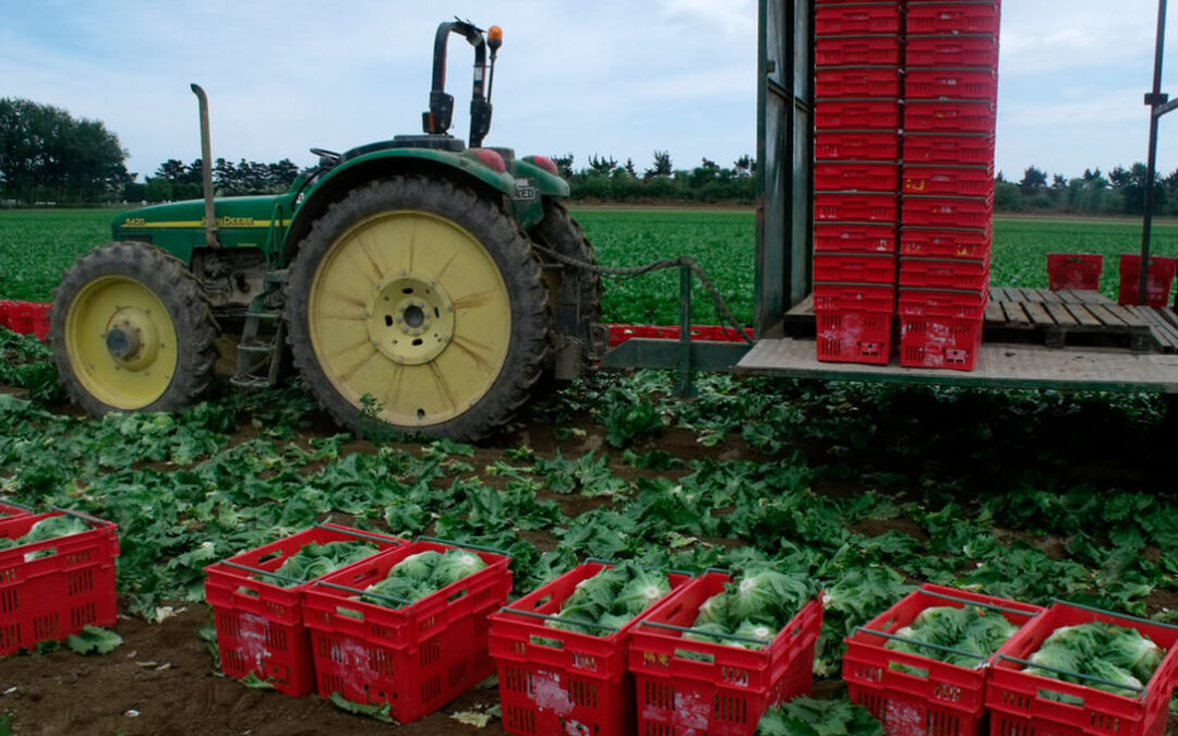 Retraso en la recolección de frutas y hortalizas mientras que el 40% de la producción se encuentra ya almacenada por el bloqueo francés