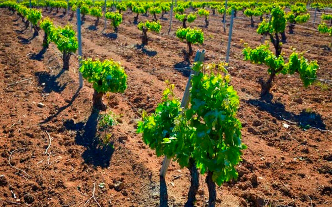 Denuncian que se ha dejado de ejecutar 9 millones de ayudas al vino en Extremadura mientras se niegan ayudas al sector