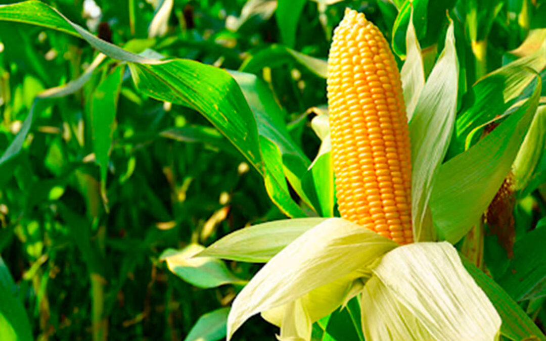 Proyecto de investigación liderado por Tereos: la coexistencia de maíz tradicional y OGM favorece la producción del isogénico