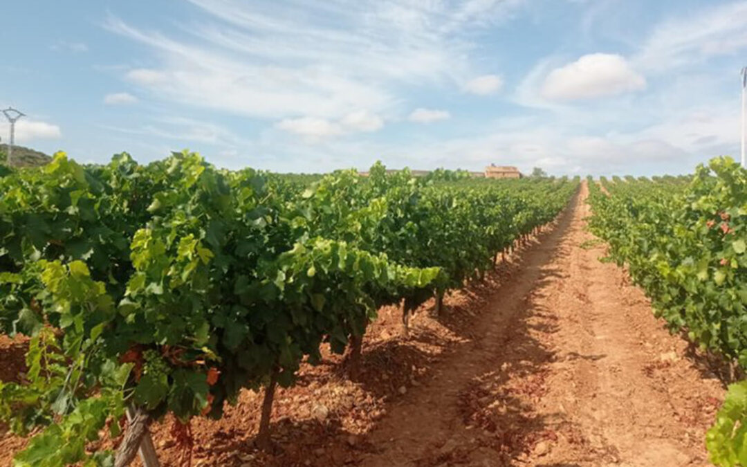 Insisten en solicitar ayudas directas para el sector del vino en Aragón tras un año con pérdidas de 1.200 euros/hectárea