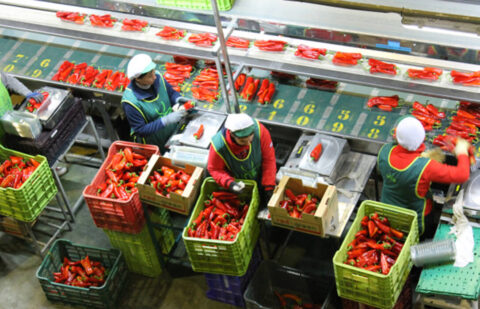 El BOE publica los cambios que permiten a productores hortofrutícolas compatibilizar ayudas incluyendo las vinculadas a los eco-regímenes de la PAC