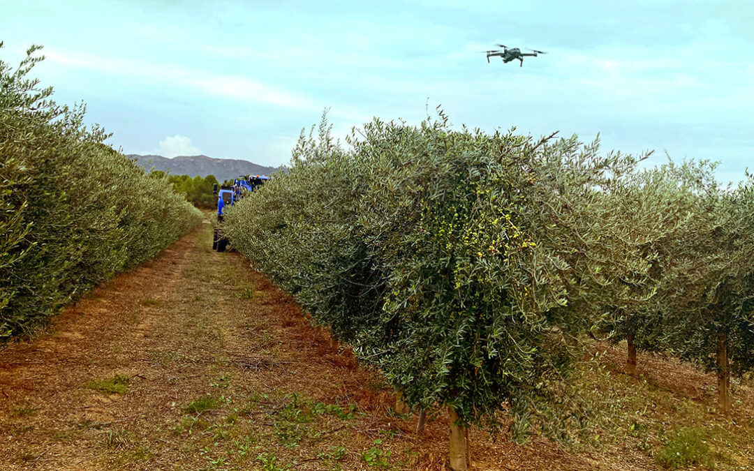 AGRIMOBI OLIVE-N la nueva solución que previene y corrige las carencias de nitrógeno en olivar para un correcto crecimiento vegetativo