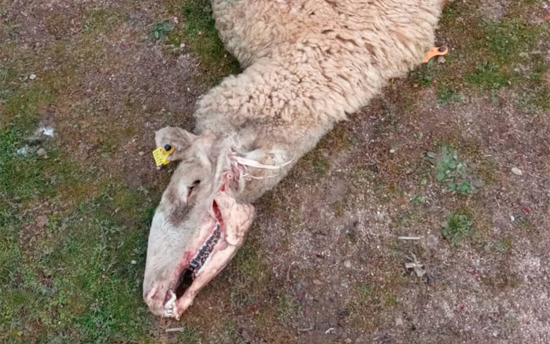 Los buitres vuelven a atacar contra el ganado vivo en la comarca de Ledesma y han acabado con la vida de dos ovejas