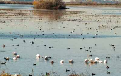 Parques Nacionales y SEO/BirdLife activan una cámara web en directo en la laguna permanente de las Tablas de Daimiel