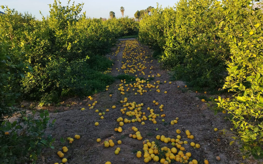 Denuncian que Ailimpo y el Ministerio de Agricultura se desentienden de la crisis del limón con buena parte de la cosecha sin recolectar