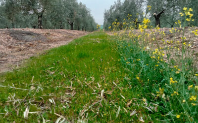 Córdoba acoge la Jornada de Campo sobre manejo de cubiertas vegetales en olivar, dentro del convenio formativo sobre eco-regímenes