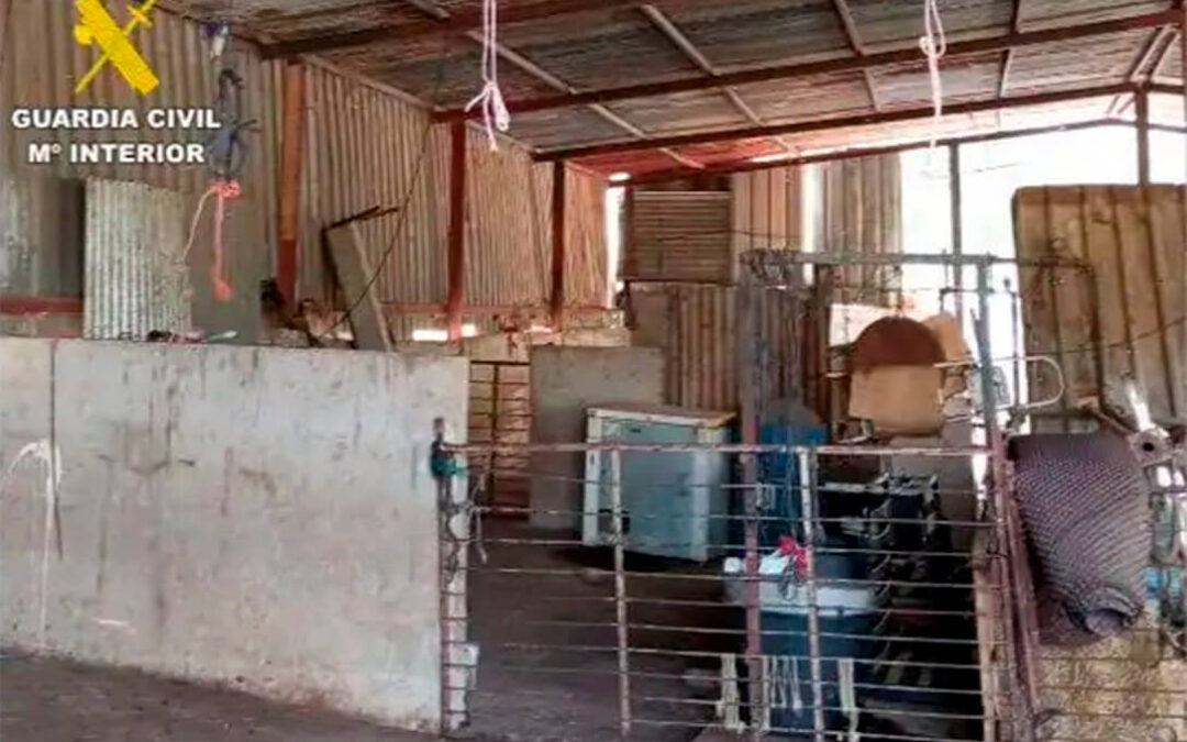 Quince detenidos, entre ellos un veterinario, pertenecientes a una red dedicada al robo de ganado principalmente ovino y caprino