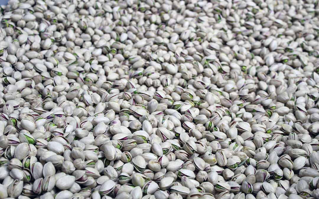 El sector del pistacho protagonizará gran parte de la programación de “AOVE & NUTS Experience 2024”