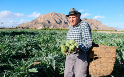 La alcachofa de la Vega Baja lanza ‘Historias con corazón’, una reivindicación del trabajo en la huerta a través de 3 generaciones