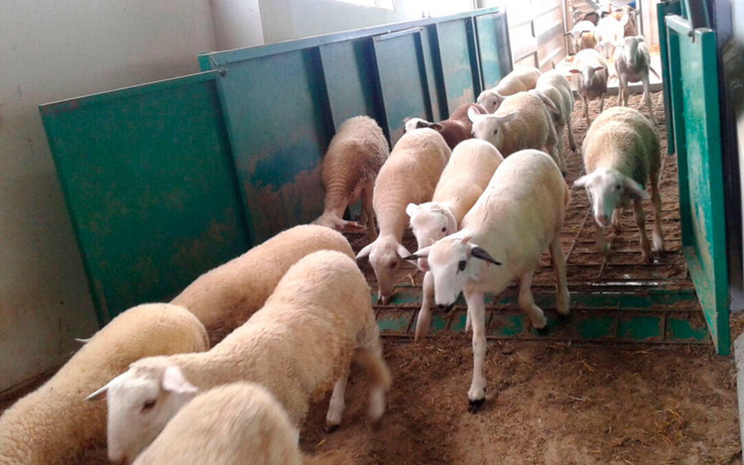 Si se paga más caro, la culpa no es del ganadero: el ovino de carne encara su temporada baja a precios estabilizados, idénticos al pasado año
