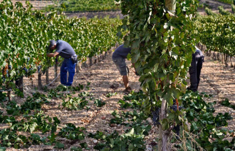 El Ministerio de Agricultura activa con carácter de urgencia la cosecha en verde de uva de vinificación a la que destina 21,4 millones