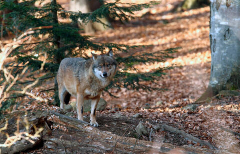 Francia facilitará las autorizaciones para poder matar lobos en caso de ataques a los rebaños y subirá las indemnizaciones
