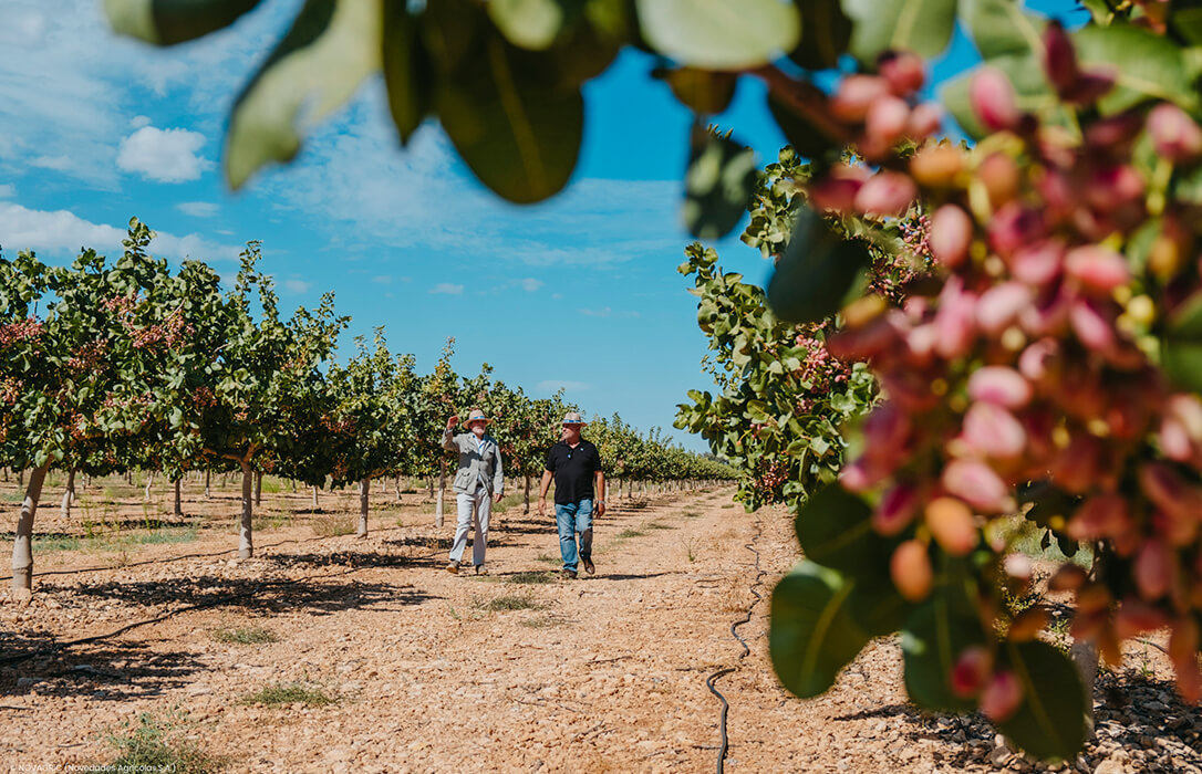 El cultivo del pistacho se extiende por Castilla-La Mancha al apostar por el cultivo tecnificado recortando de diez a seis años su producción