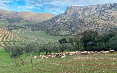 Un proyecto europeo busca monitorizar y evaluar el secuestro de carbono en la agricultura para generar riqueza al sector